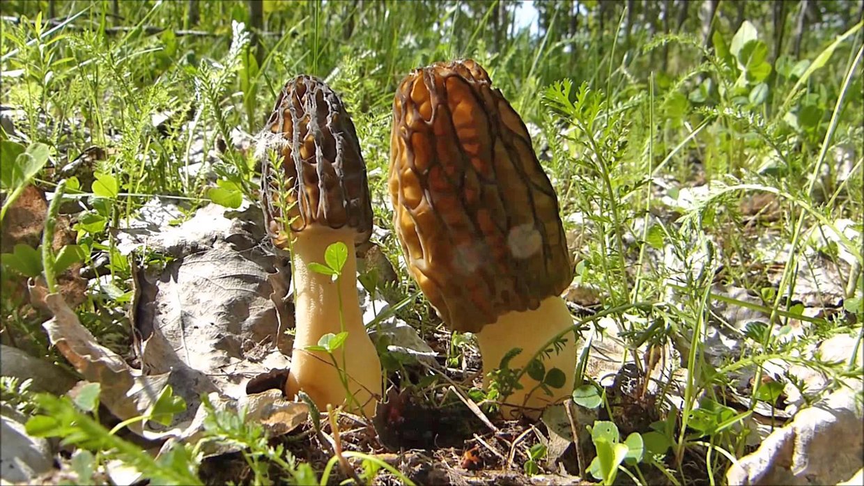 Two morel mushrooms growing in a grassy area with rocks and plants.