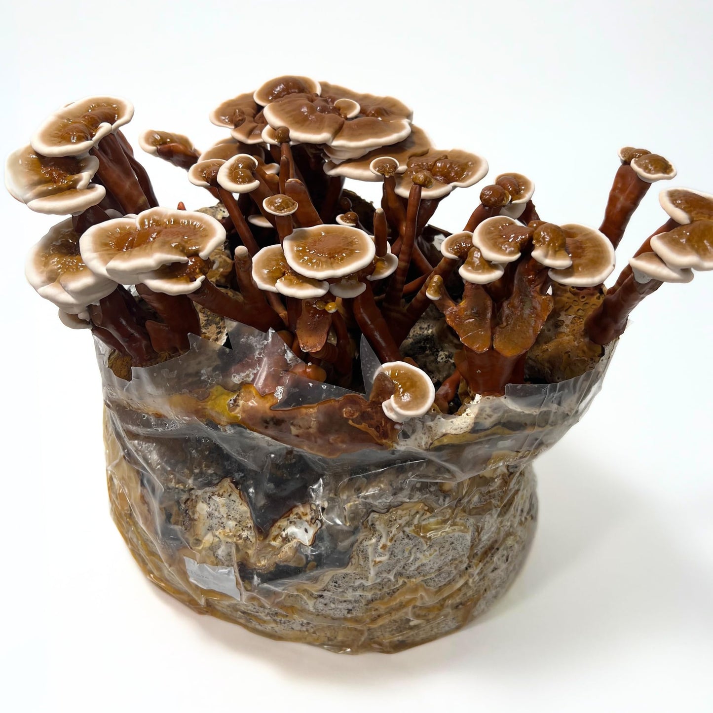 Mushrooms growing out of a container on a white background