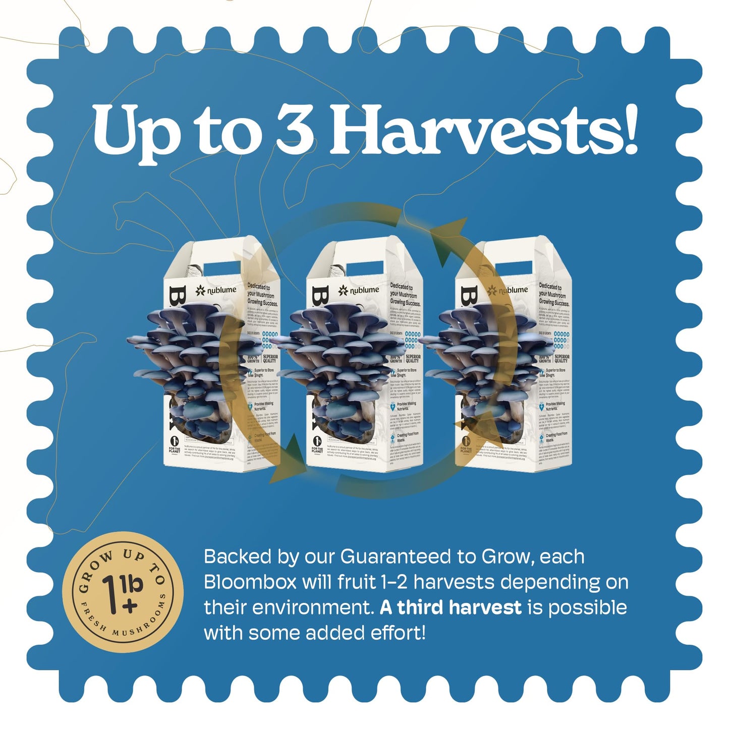 Advertisement for Bloombax packaging with text about harvests on a blue background