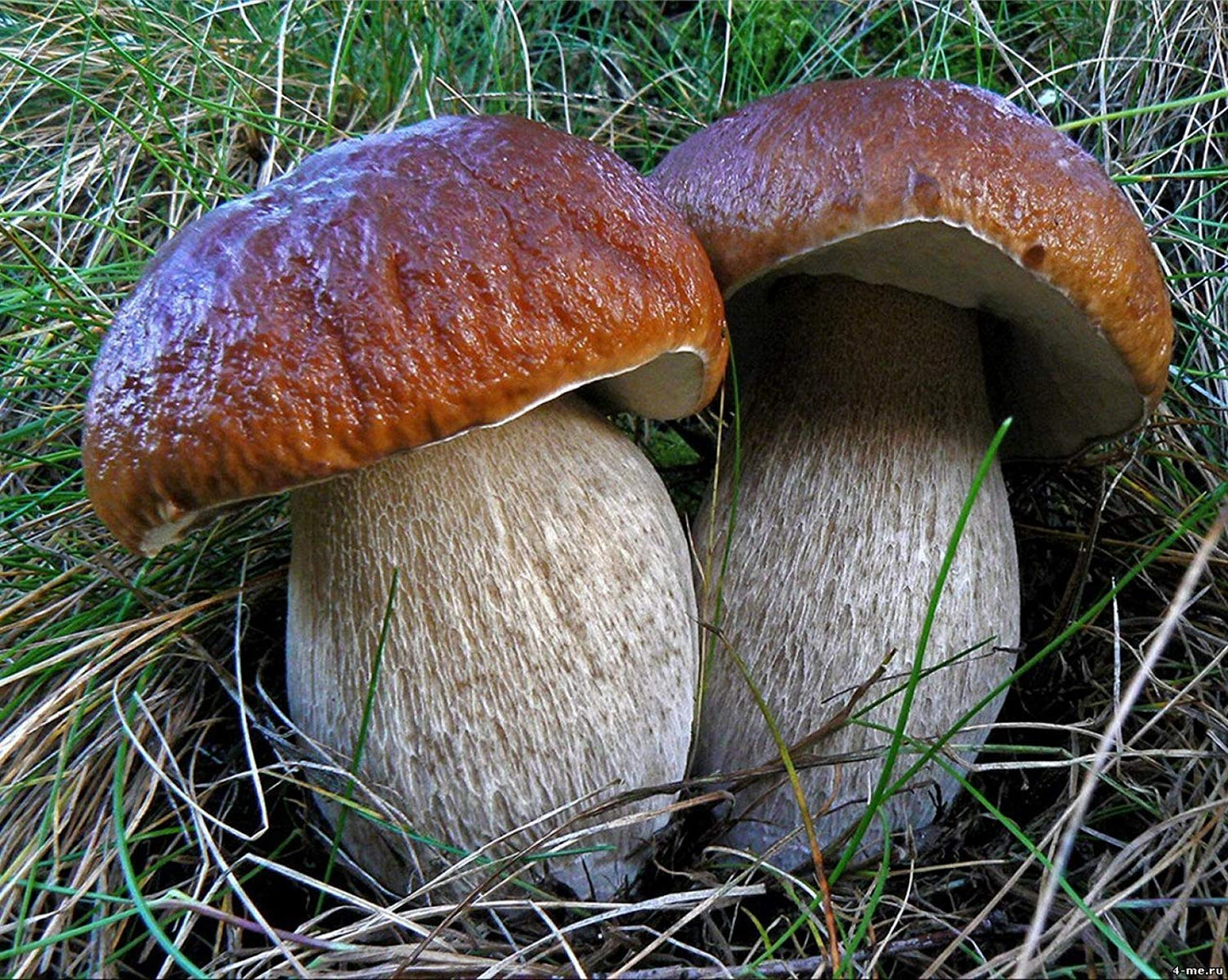 Two mushrooms with brown caps and white stems on grass