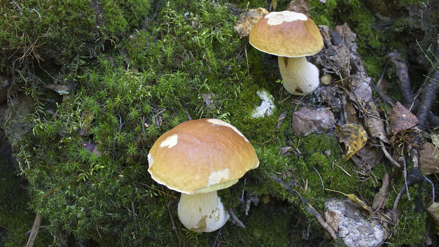 Two mushrooms growing on a bed of moss and leaves.