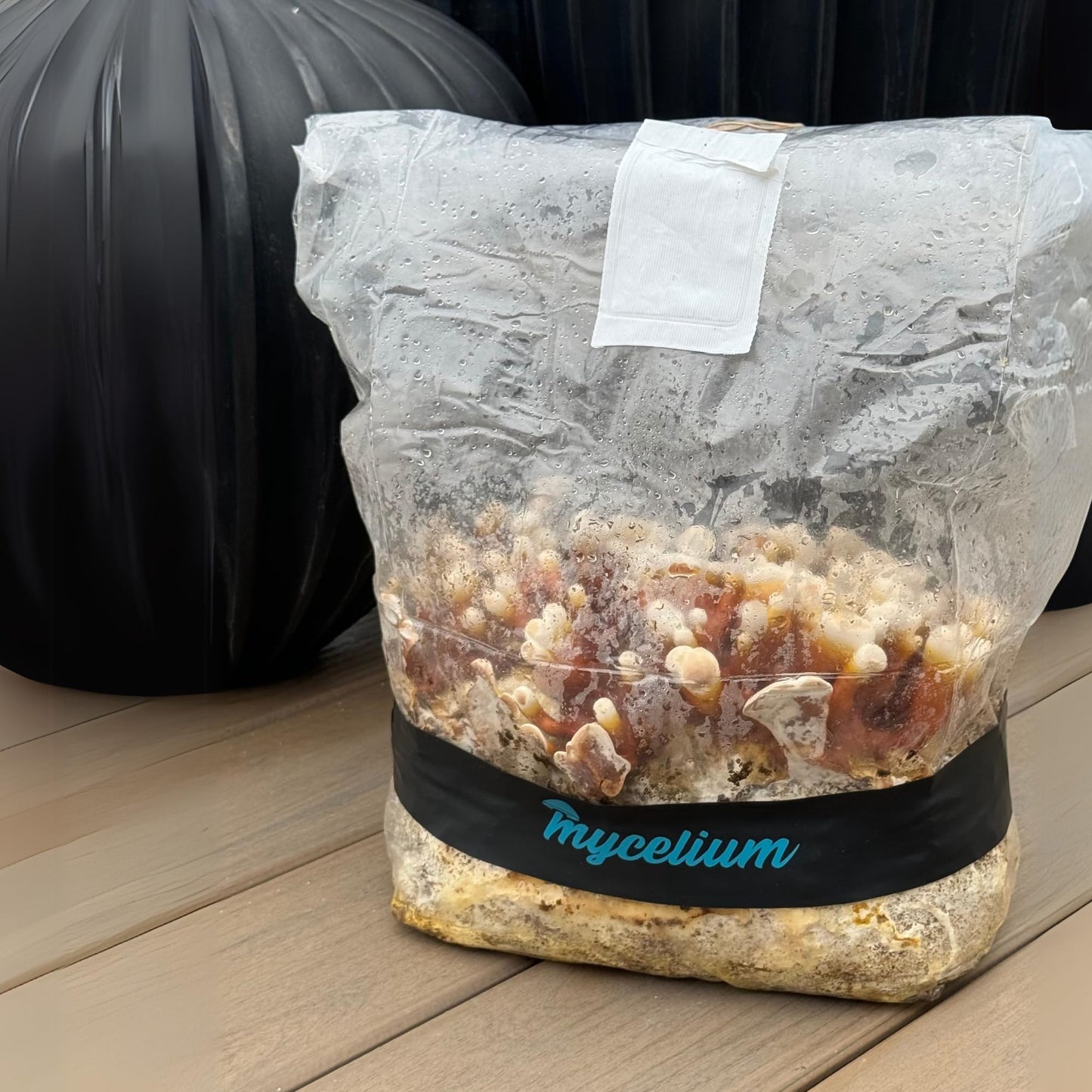 Bag of mycelium on a wooden surface with a black background