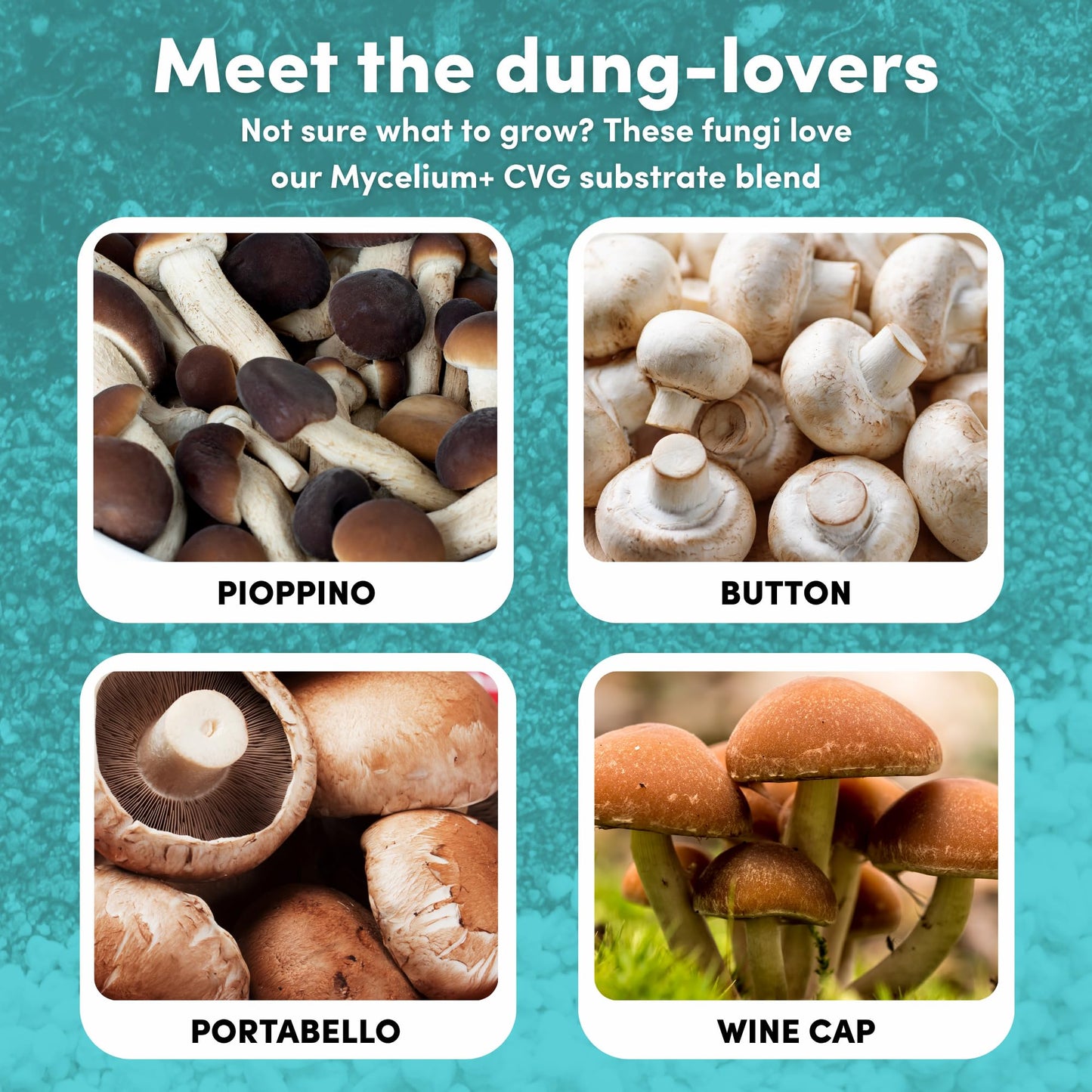 Promotional graphic for different types of mushrooms with text on a teal background