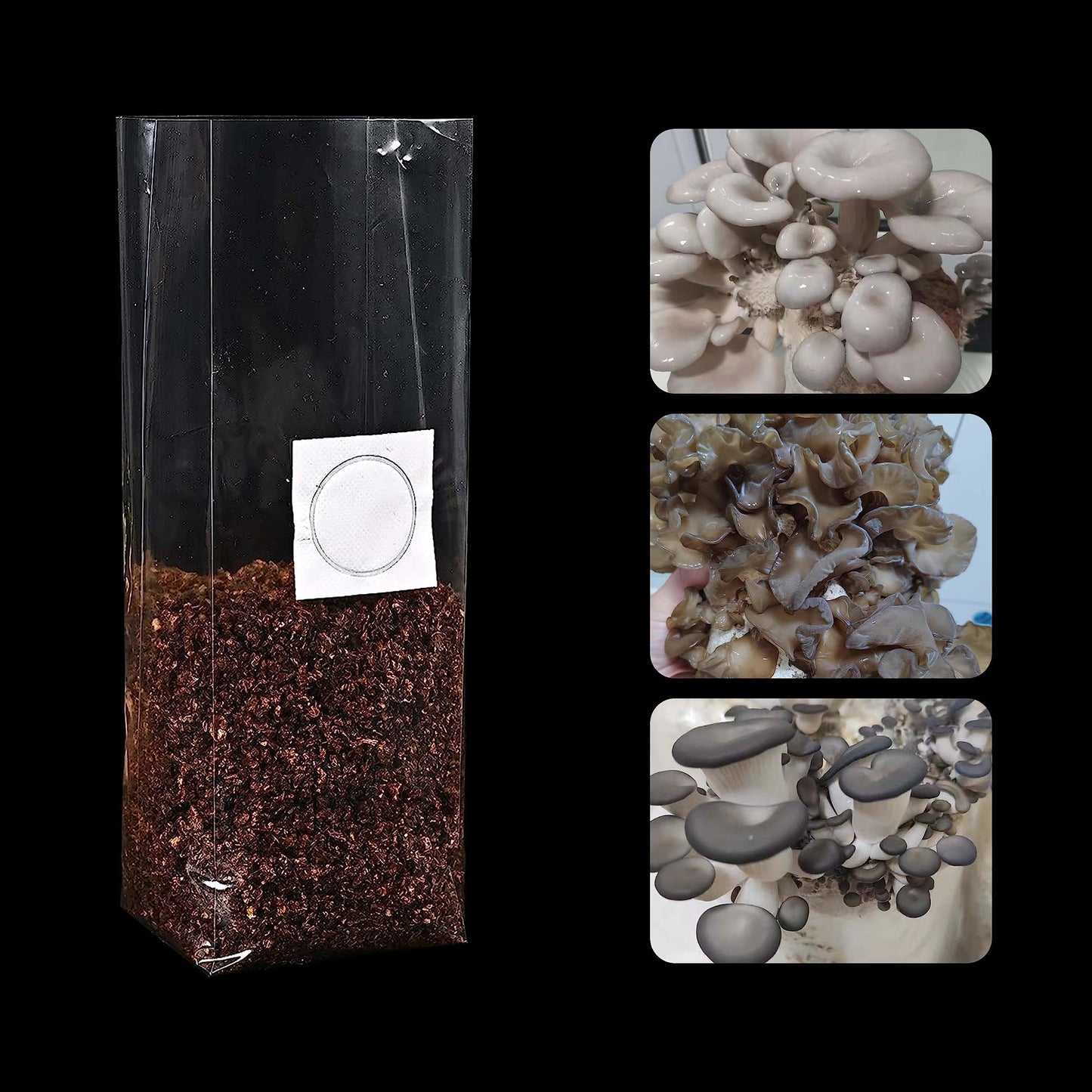 Clear container with soil and a white circle label, surrounded by images of different types of mushrooms.