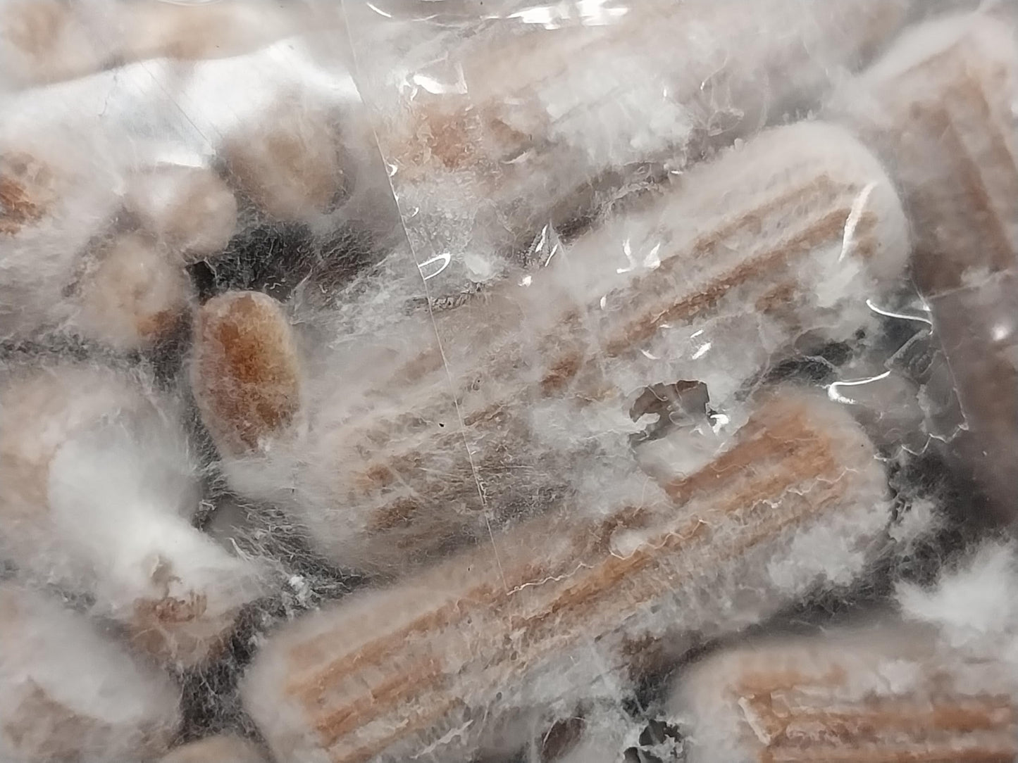 Pearl Oyster Mushroom Plug Kit