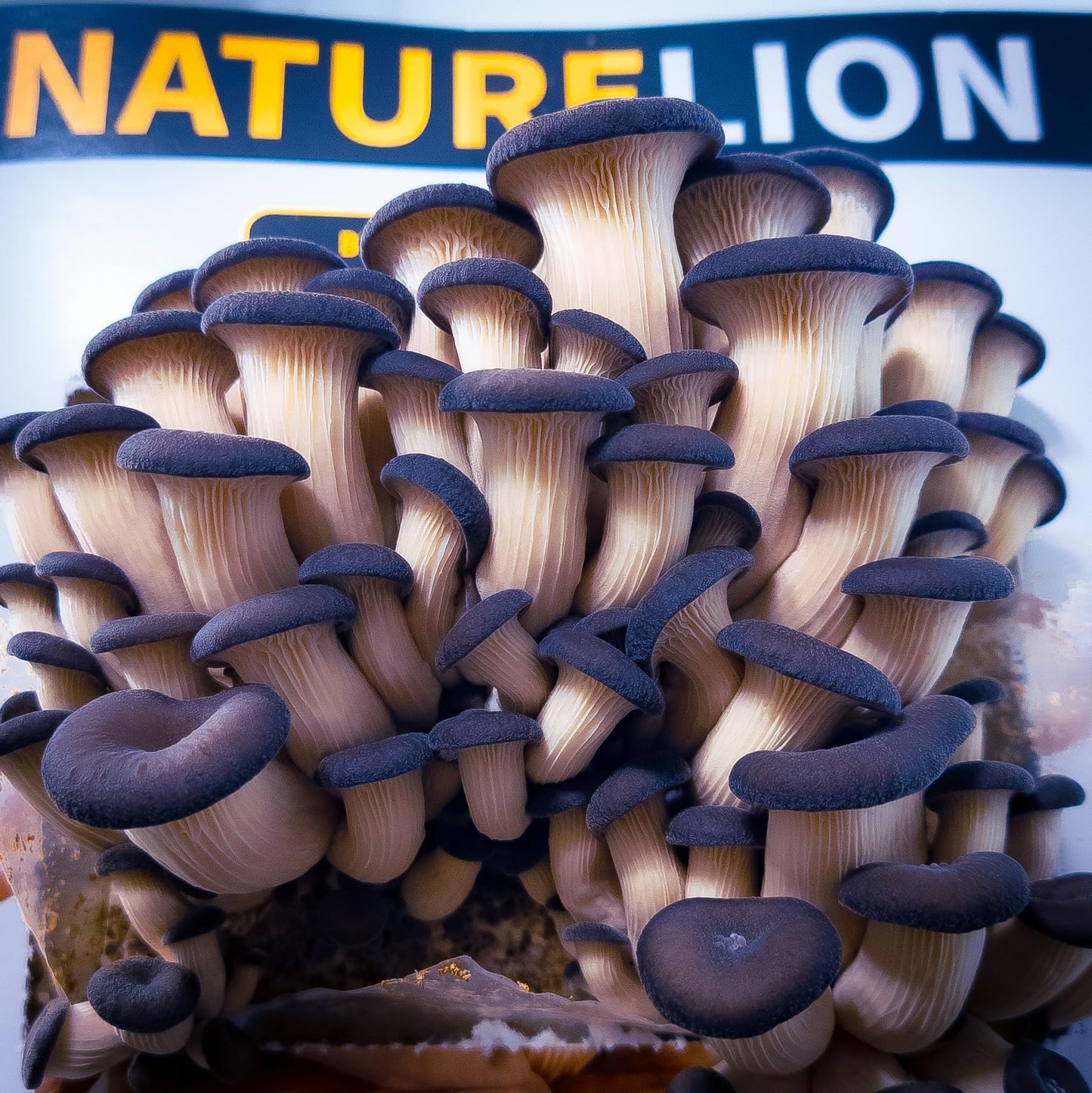 Blue Oyster Mushroom Grow Kit