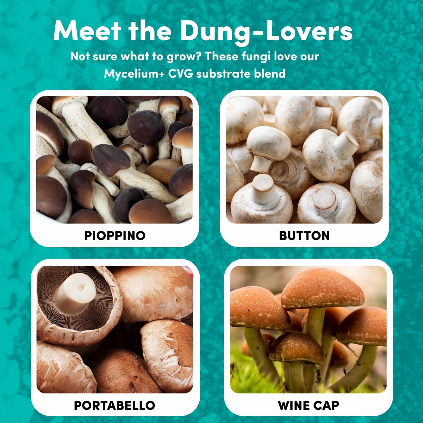 Promotional graphic for different types of mushrooms with text on a teal background