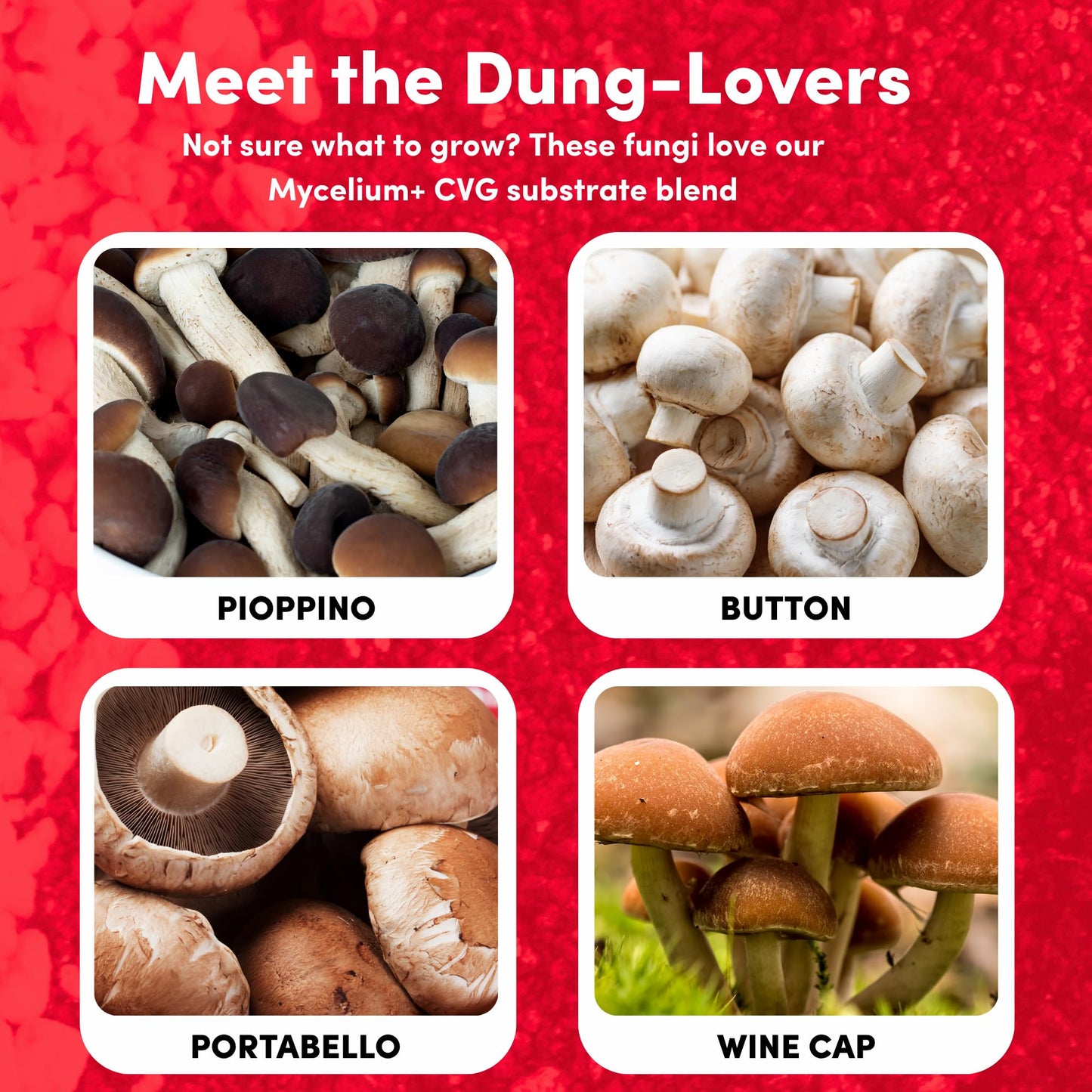 Promotional graphic for different types of mushrooms with a red background and text about mycelium and CVG substrate blend.
