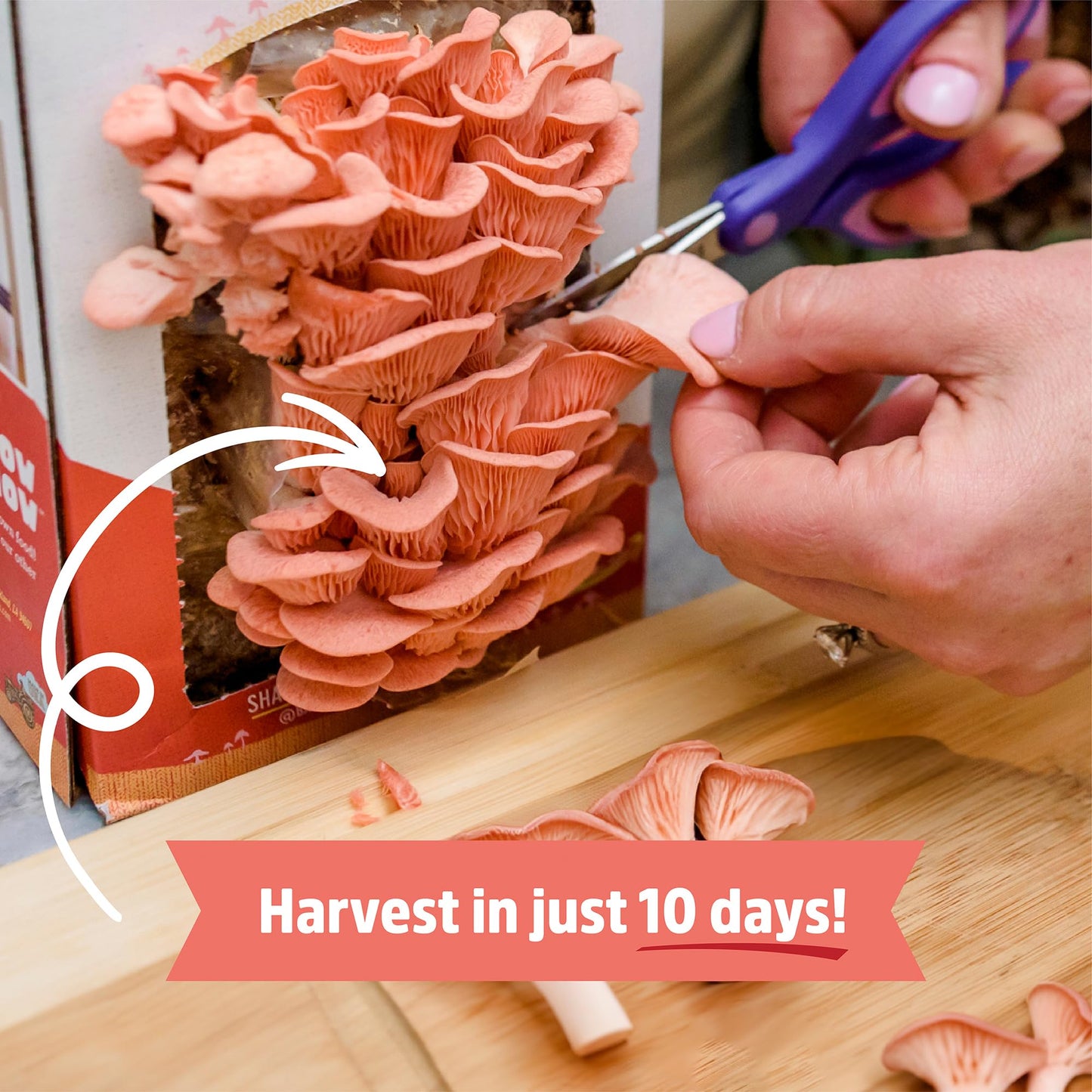 Person harvesting pink oyster mushrooms from a grow kit on a wooden surface.
