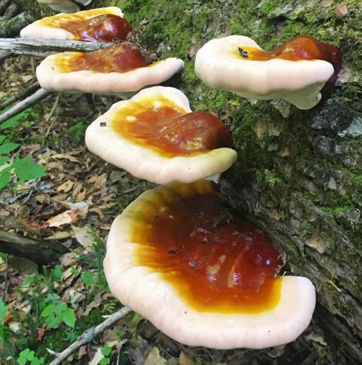 Mushrooms with brown and red caps on a tree trunk in a forest setting