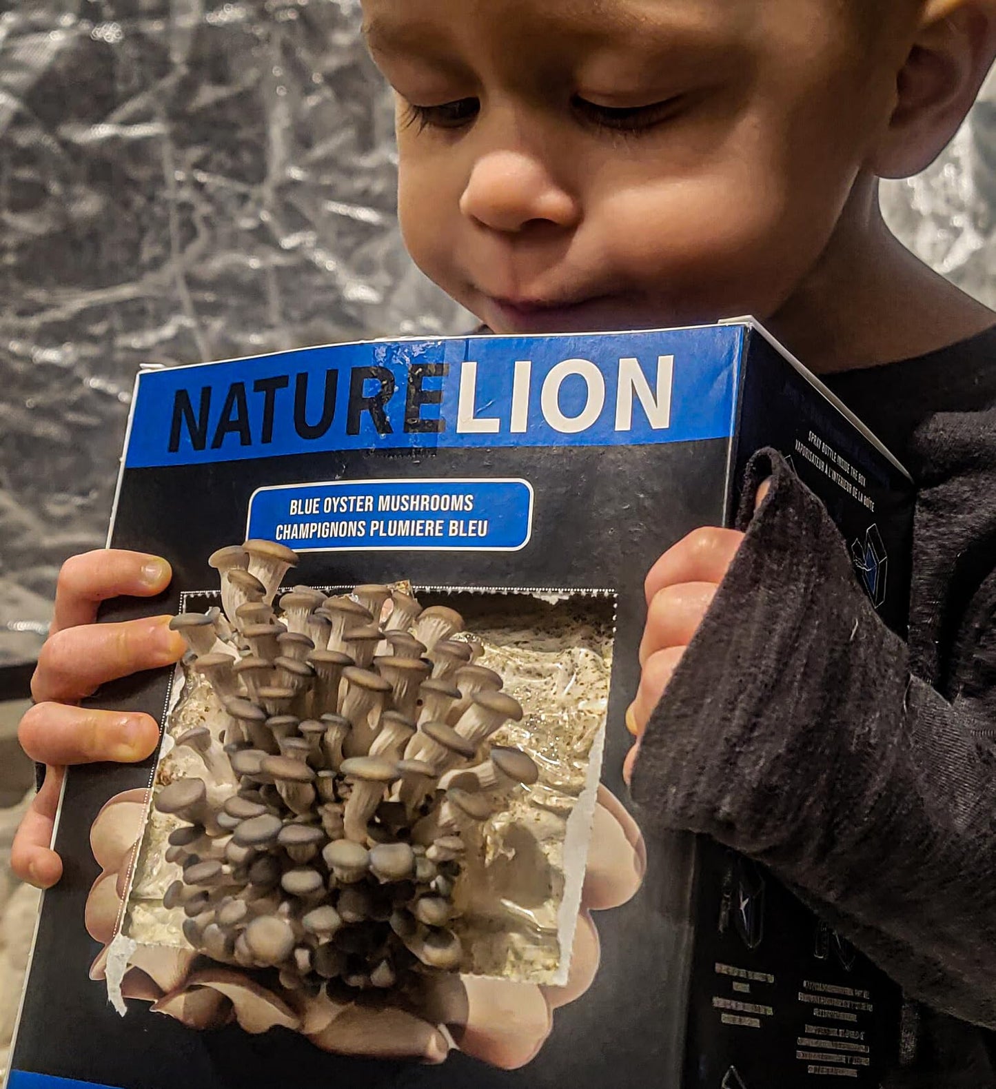 Blue Oyster Mushroom Grow Kit