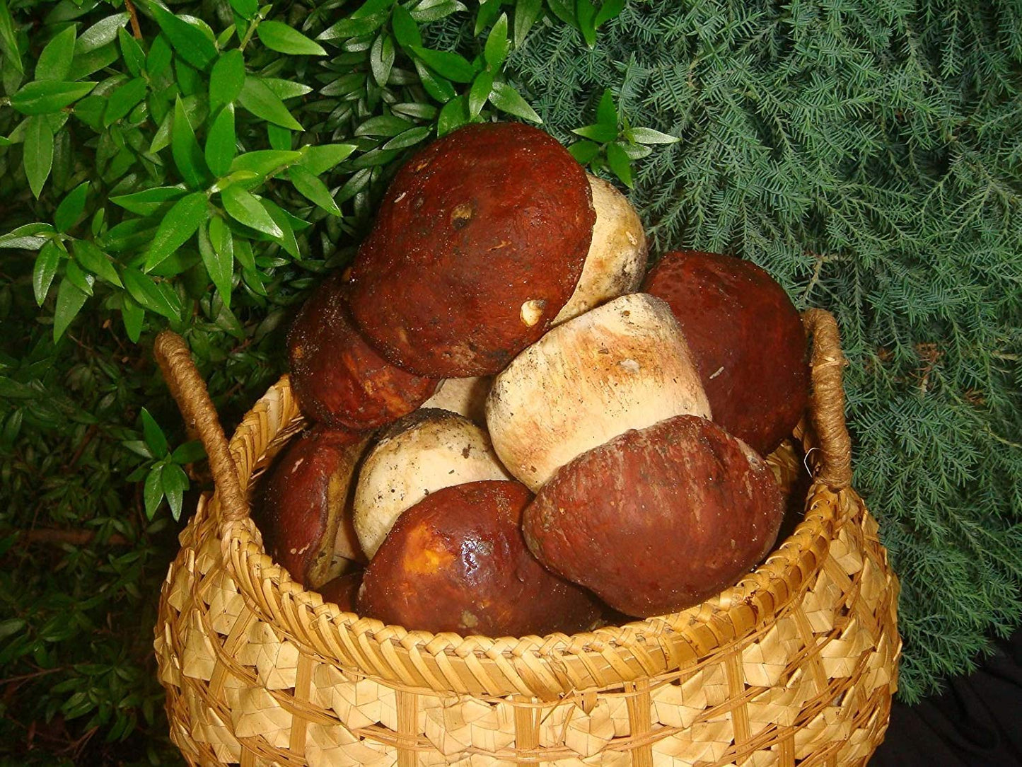 Basket of chestnuts with a natural green background