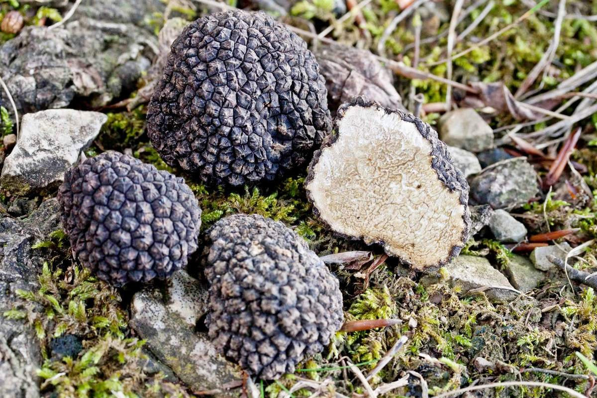 Black truffles on a rocky surface with green moss
