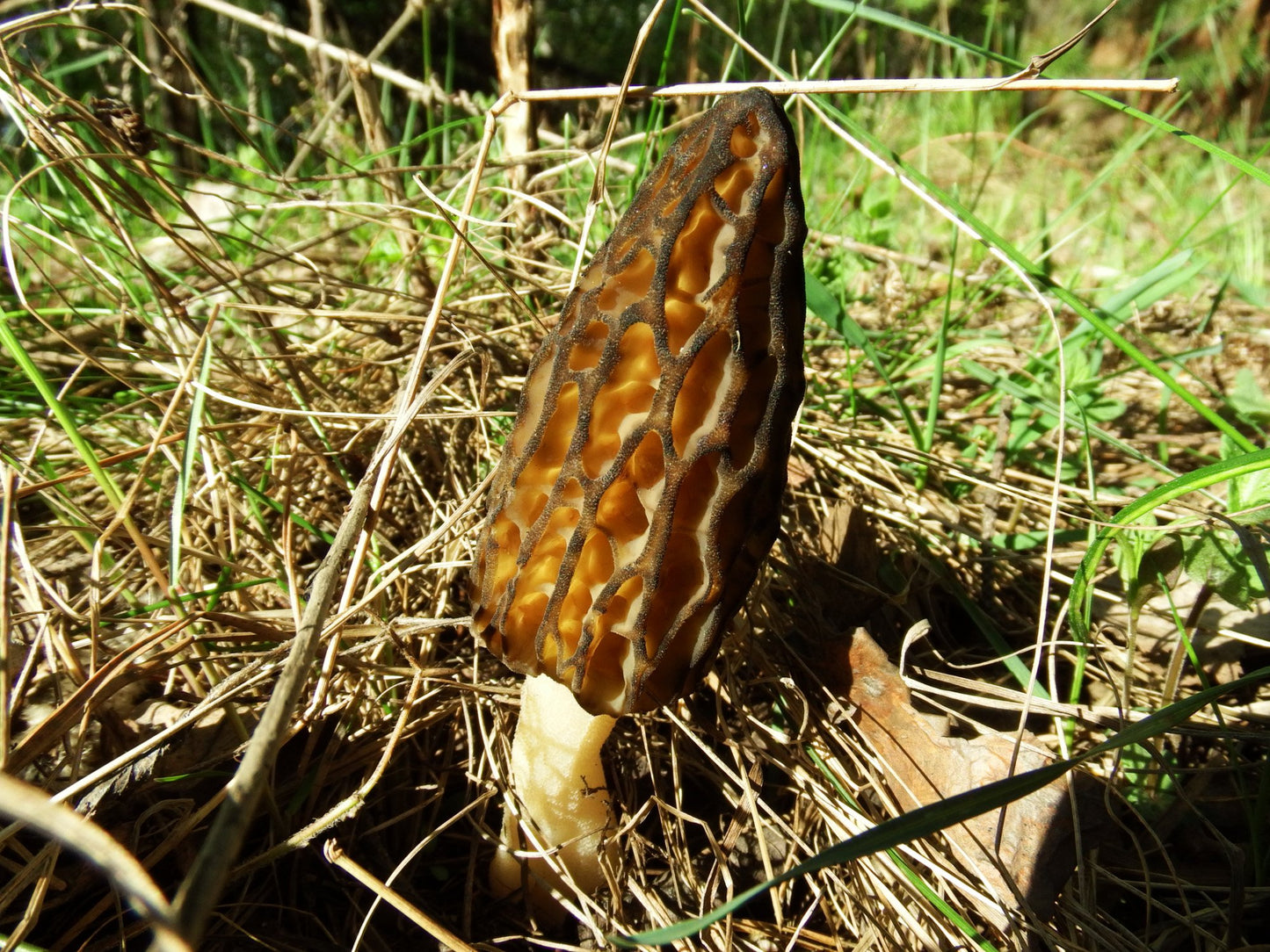 Mushroom growing in a natural outdoor setting with grass and twigs.