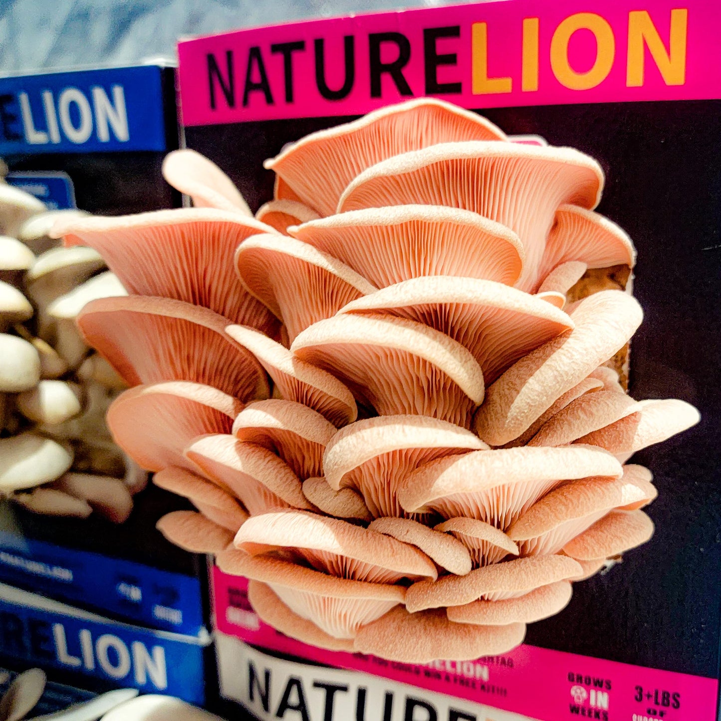 Close-up of pink oyster mushrooms with 'NATURELION' branding in the background.