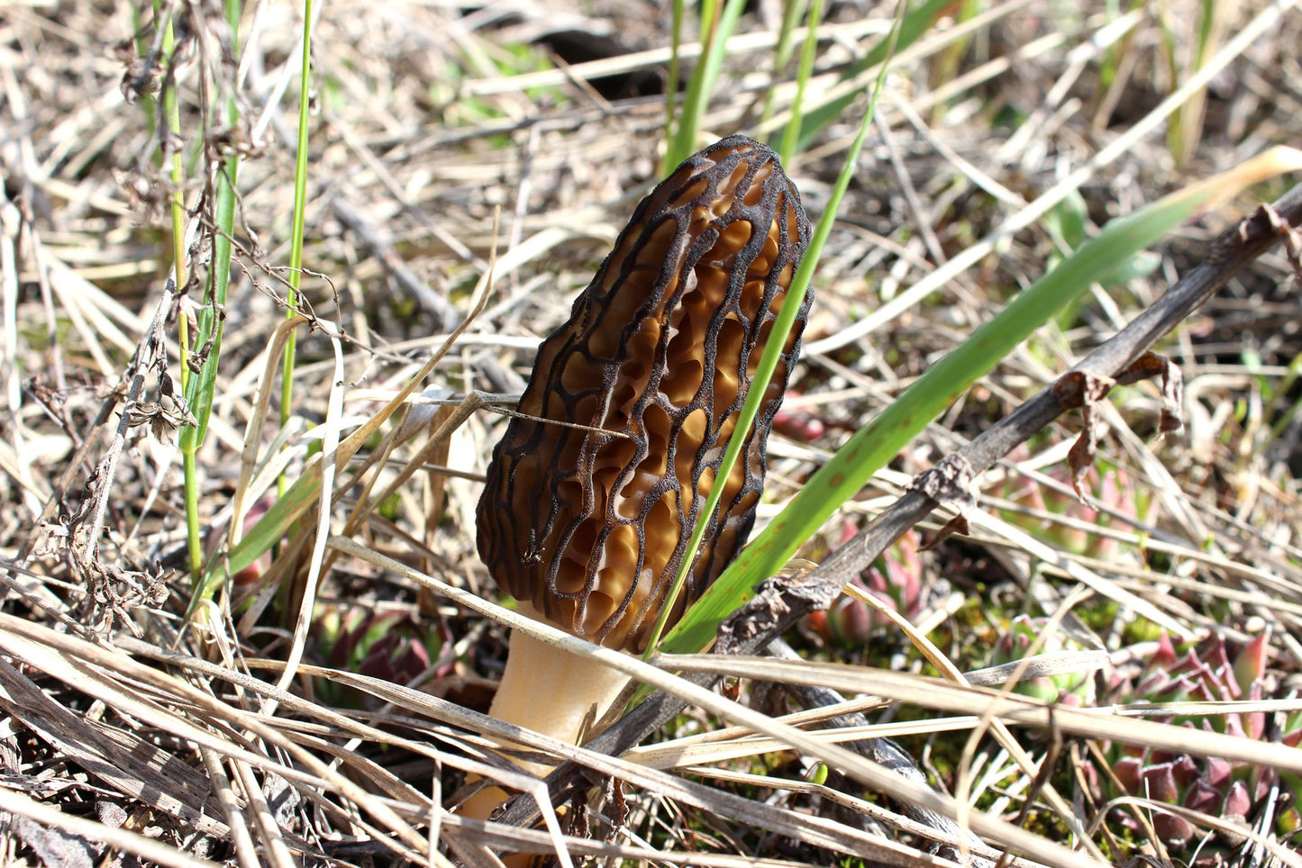 Morel mushroom in a grassy field