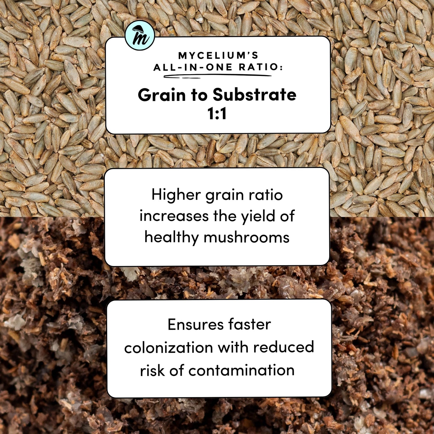 Mushroom substrate with text overlay about grain to substrate ratio and mushroom cultivation benefits.