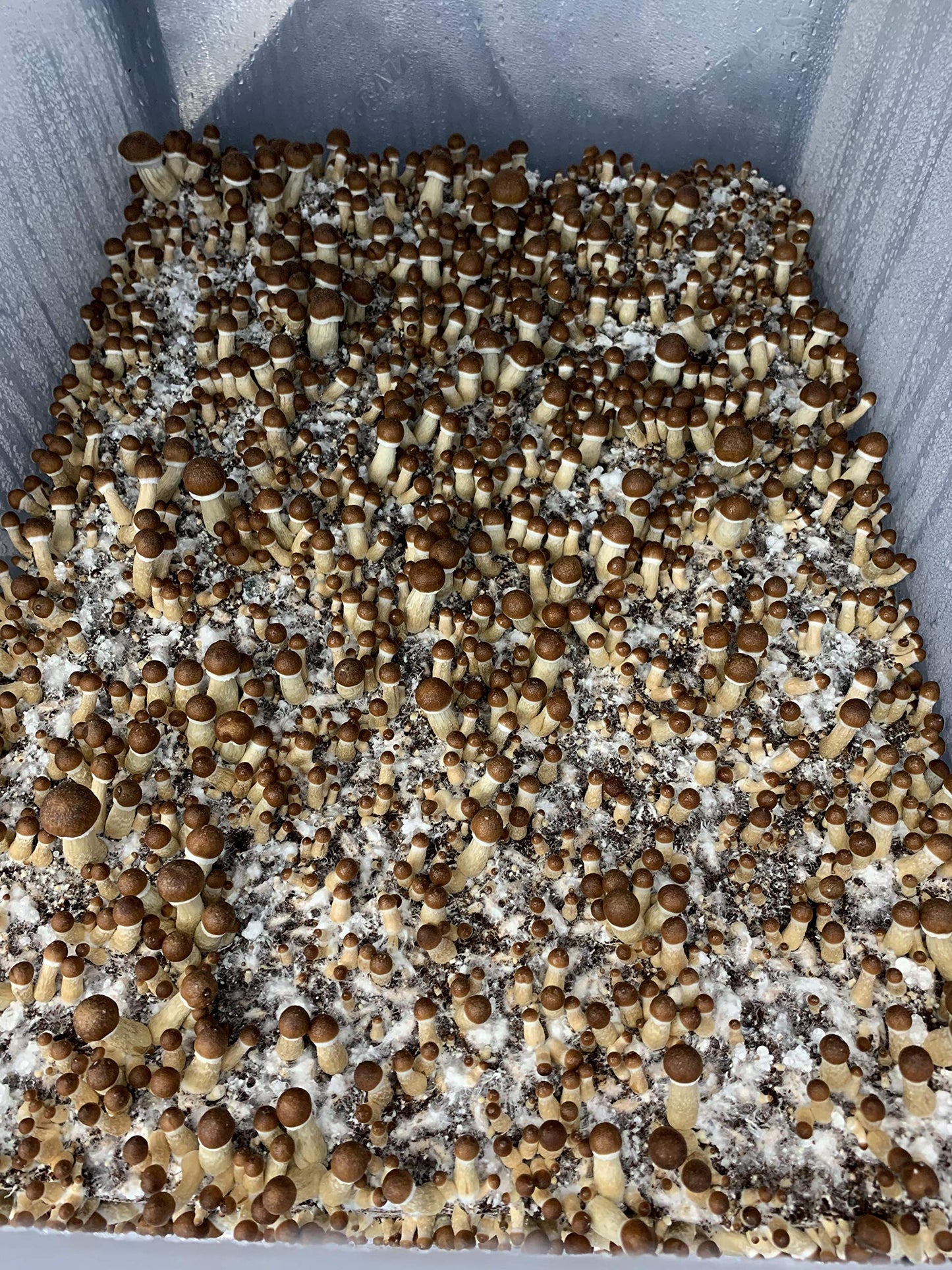 Mushroom cultivation substrate in a container
