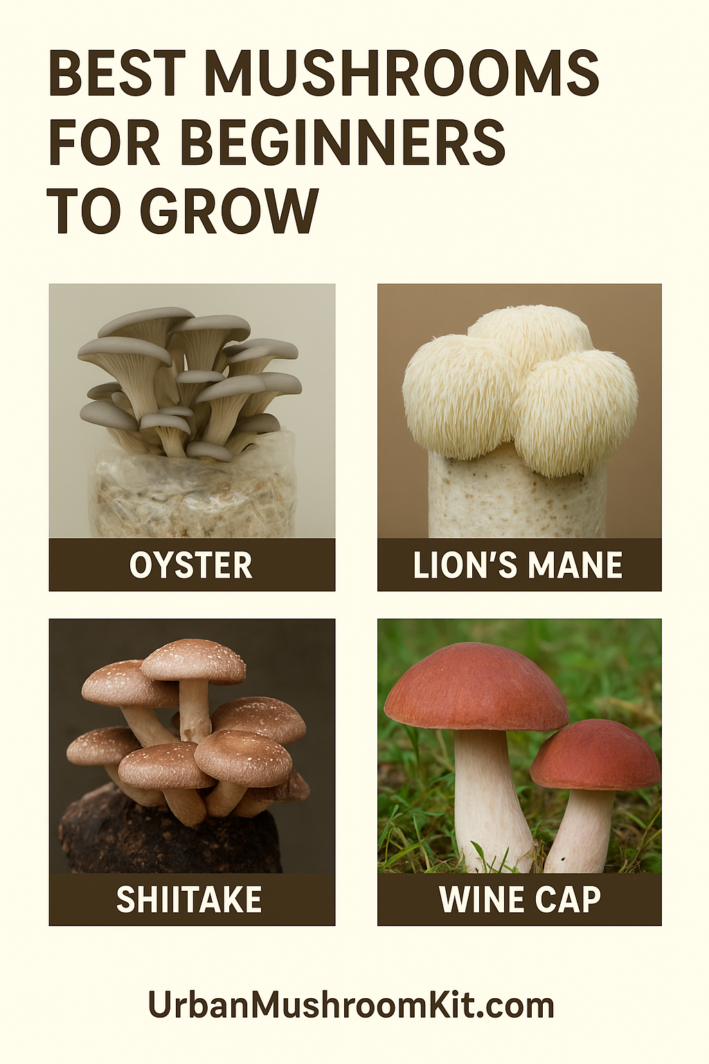 Best Mushrooms for Beginners to Grow (and Why)