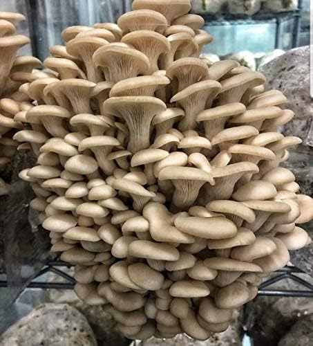 Pearl Oyster Mushroom Plug Kit