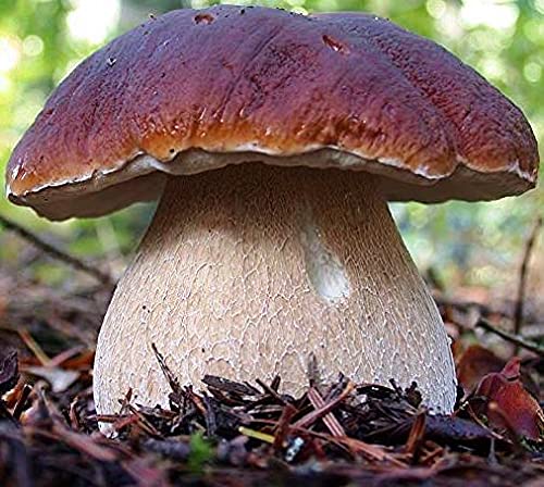 Close-up of a mushroom with a brown cap and white stem on a forest floor.