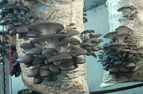 Mushrooms growing on a substrate in a controlled environment
