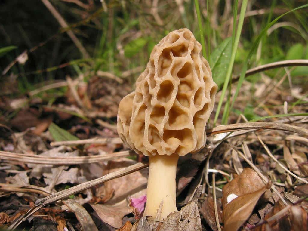 Morel mushroom in a natural outdoor setting with grass and leaves.