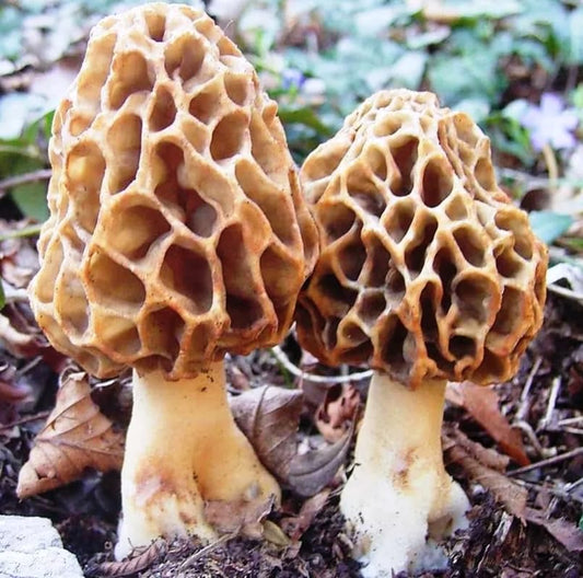 Two morel mushrooms on a forest floor with blurred greenery in the background