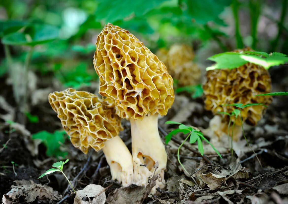 Morel mushrooms growing in a natural setting with green leaves and soil.