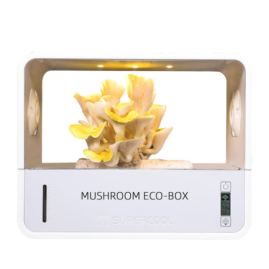 Mushroom Eco-Box with a mushroom inside on a white background