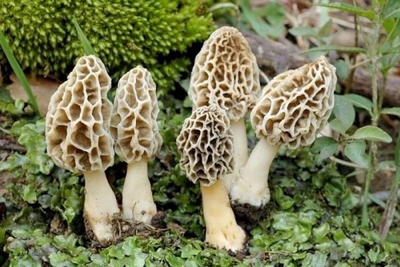 Group of morel mushrooms on a forest floor with green foliage.