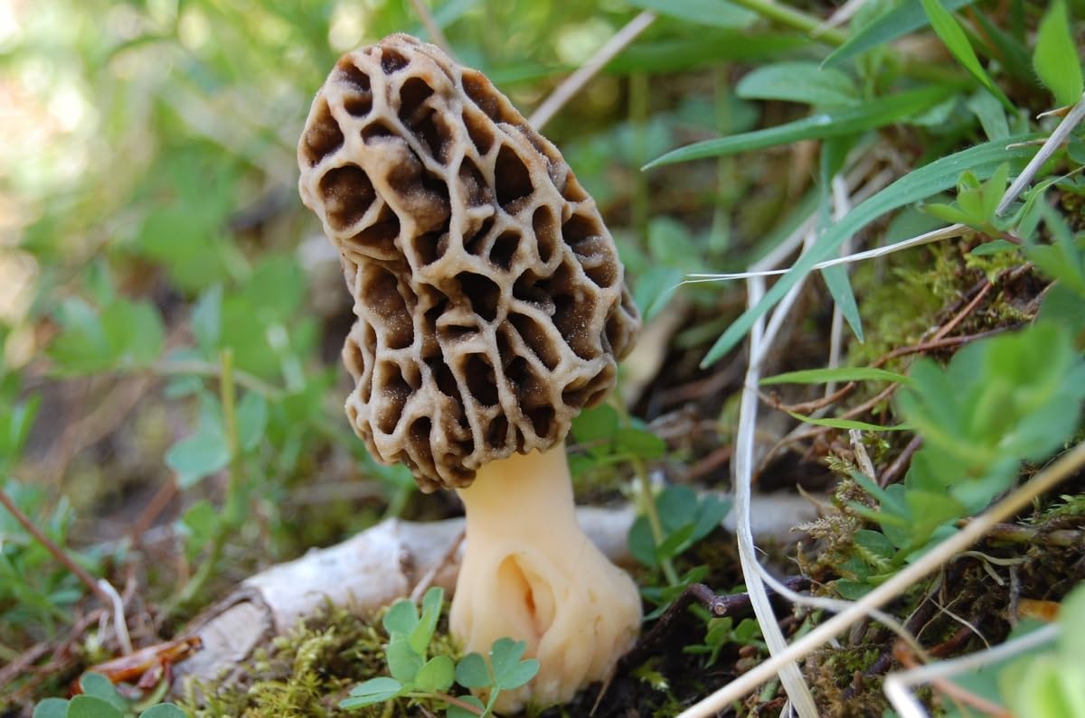 Morel mushroom in a natural outdoor setting with greenery