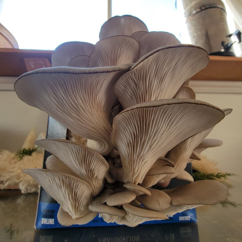 Blue Oyster Mushroom Grow Kit