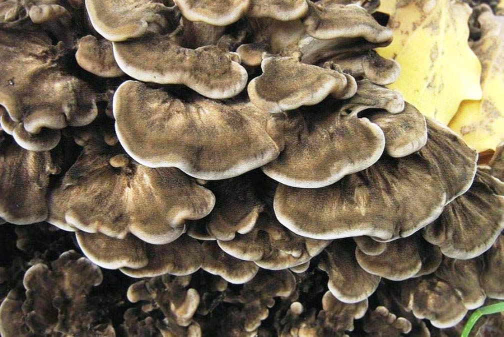 Close-up of a cluster of mushrooms with a blurred background