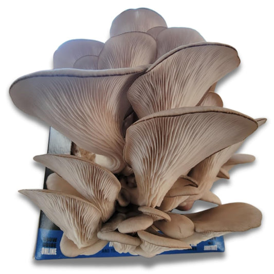 Blue Oyster Mushroom Grow Kit