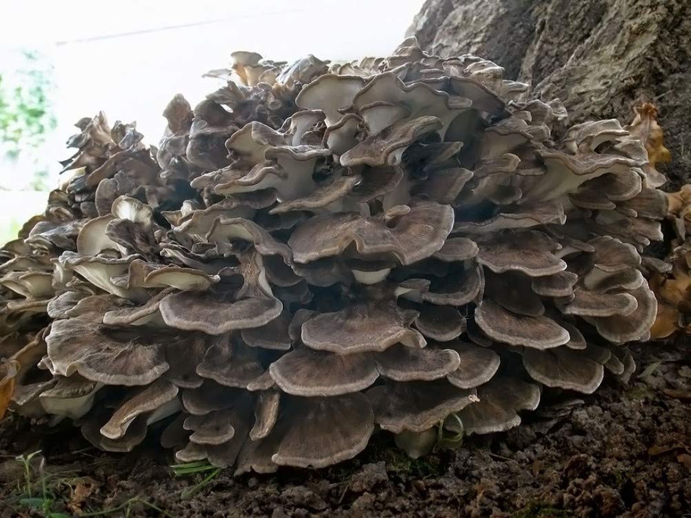 Cluster of mushrooms growing on a tree trunk