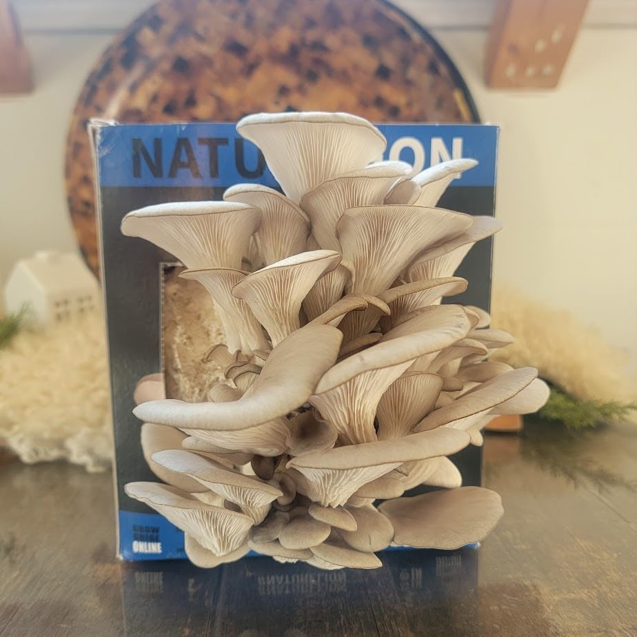 Blue Oyster Mushroom Grow Kit