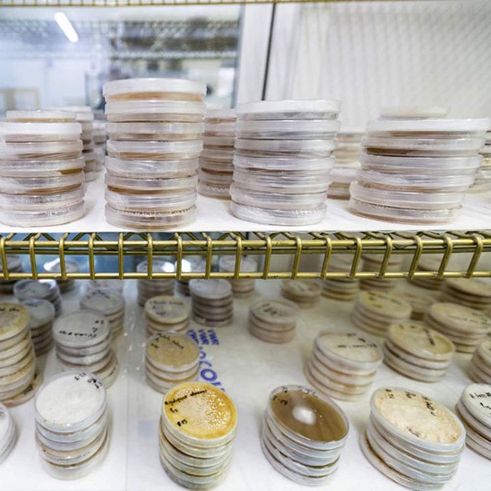 Stacks of petri dishes on shelves in a laboratory setting
