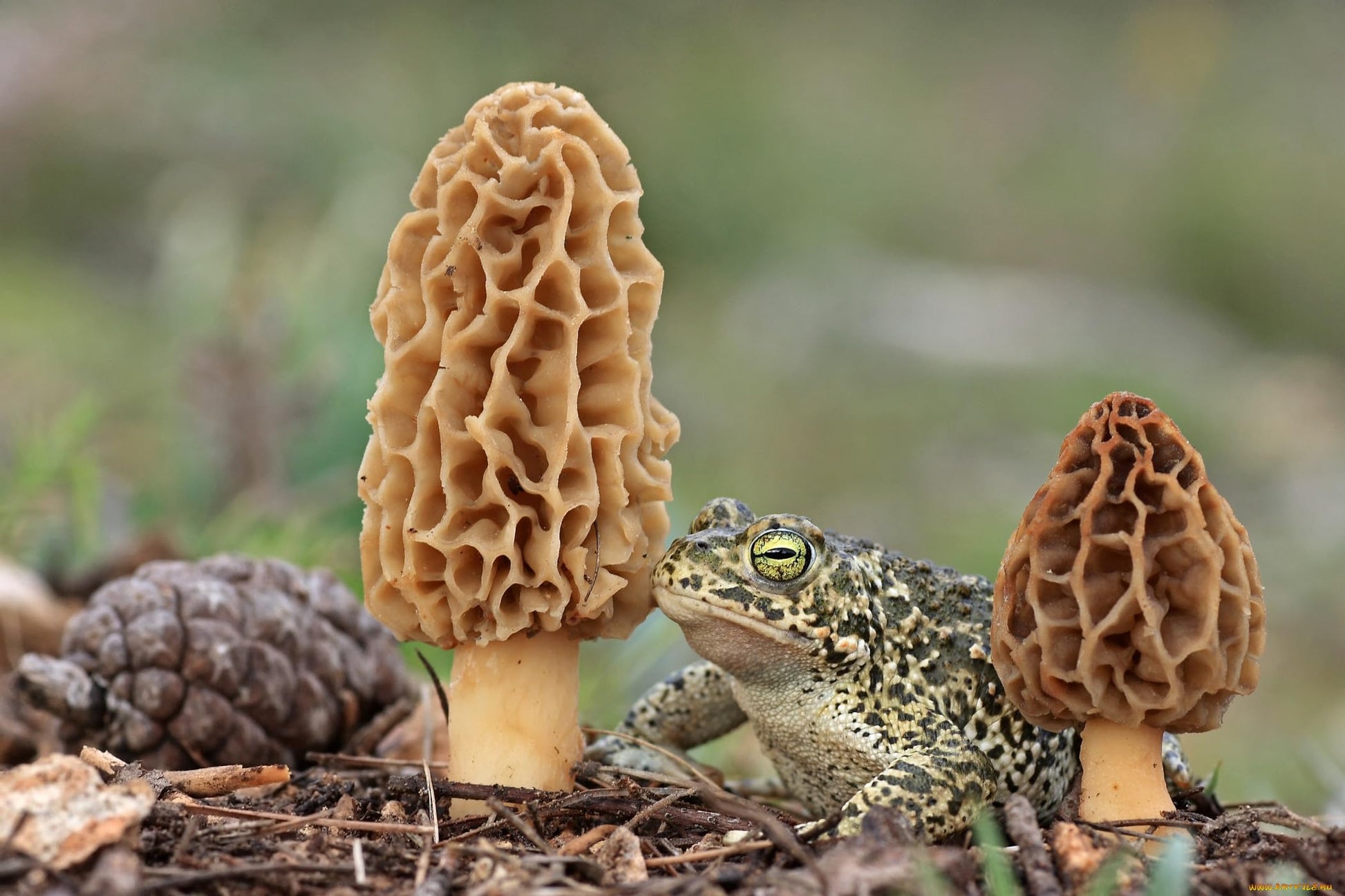 Toad between two morel mushrooms with a blurred natural background
