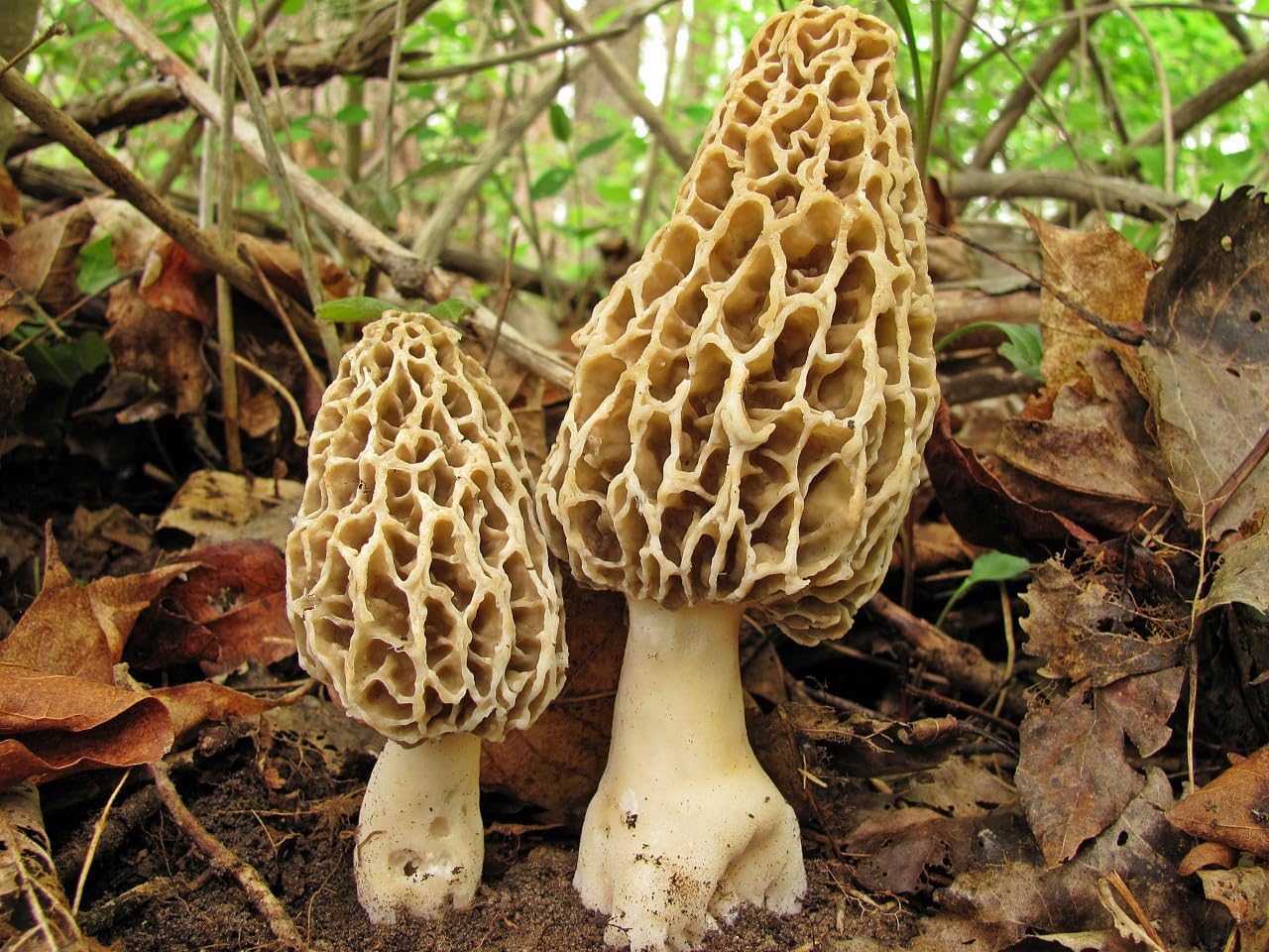 Two morel mushrooms growing among fallen leaves and branches in a forest setting.
