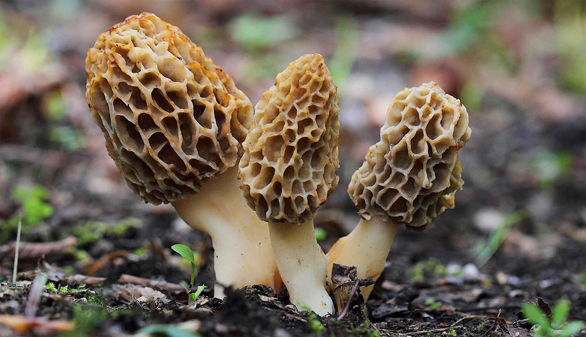Three morel mushrooms growing together in a forest setting