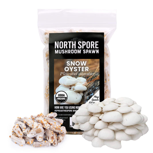 North Spore Mushroom Spawn packaging with snow oyster mushrooms on a white background