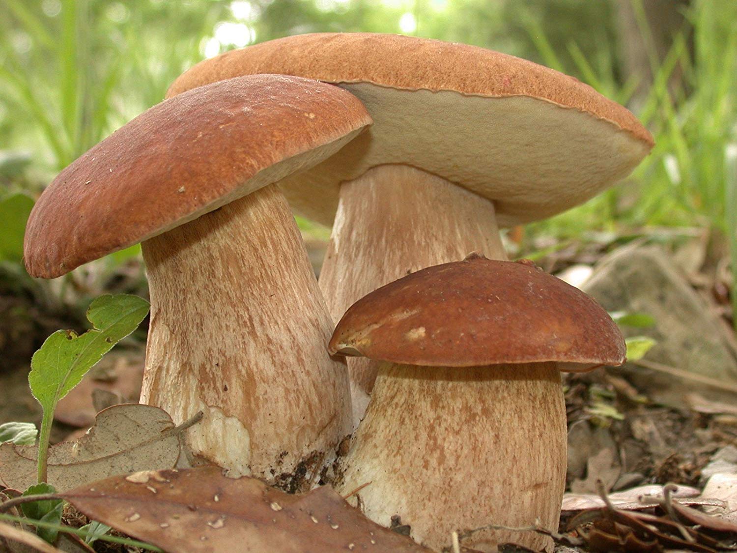 Three mushrooms growing together in a natural setting with grass and leaves.