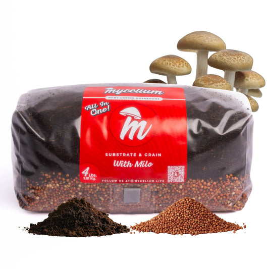 Mycelium substrate and grain package with mushrooms on a white background