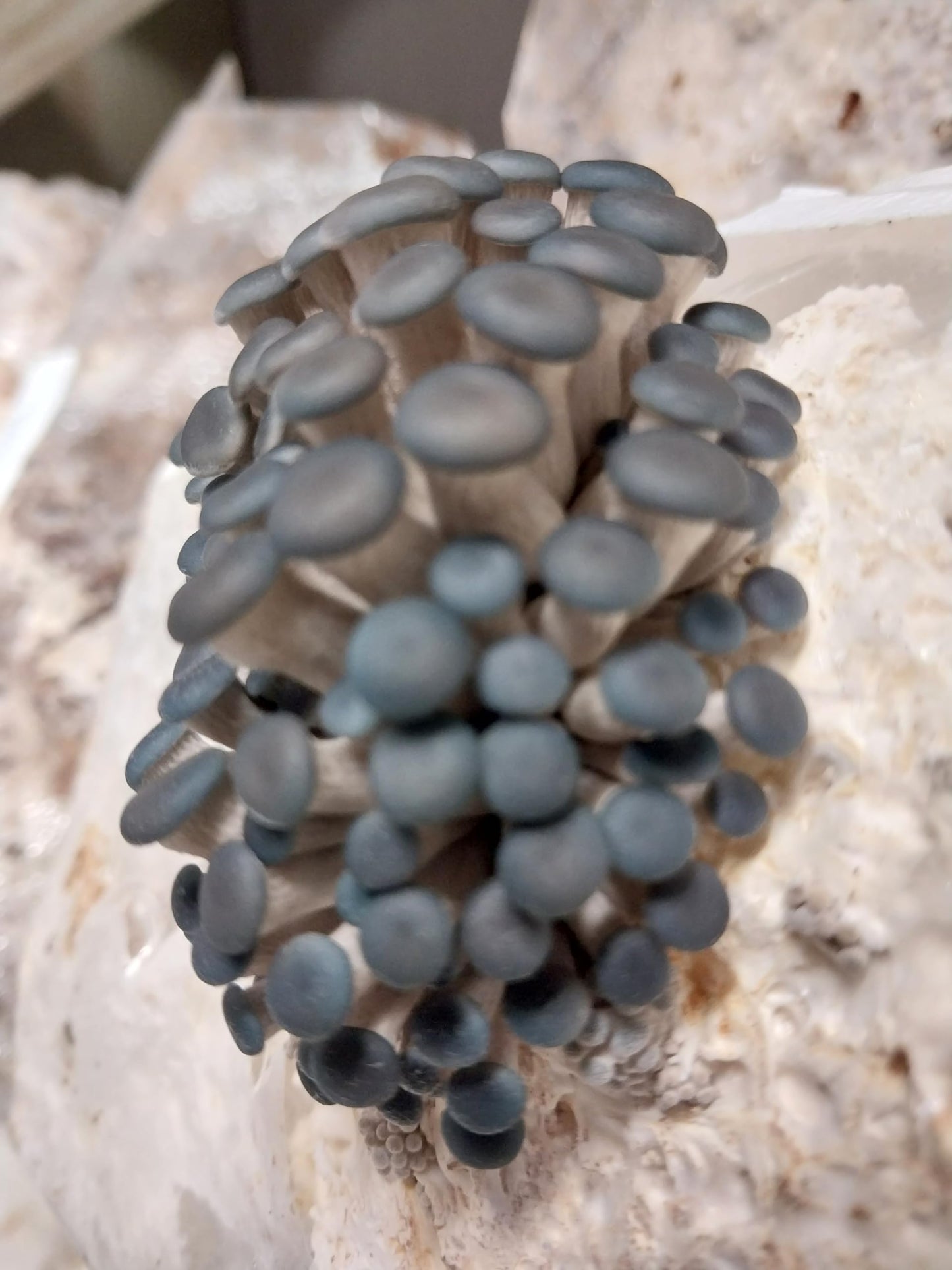 Cluster of blue mushrooms on a textured surface