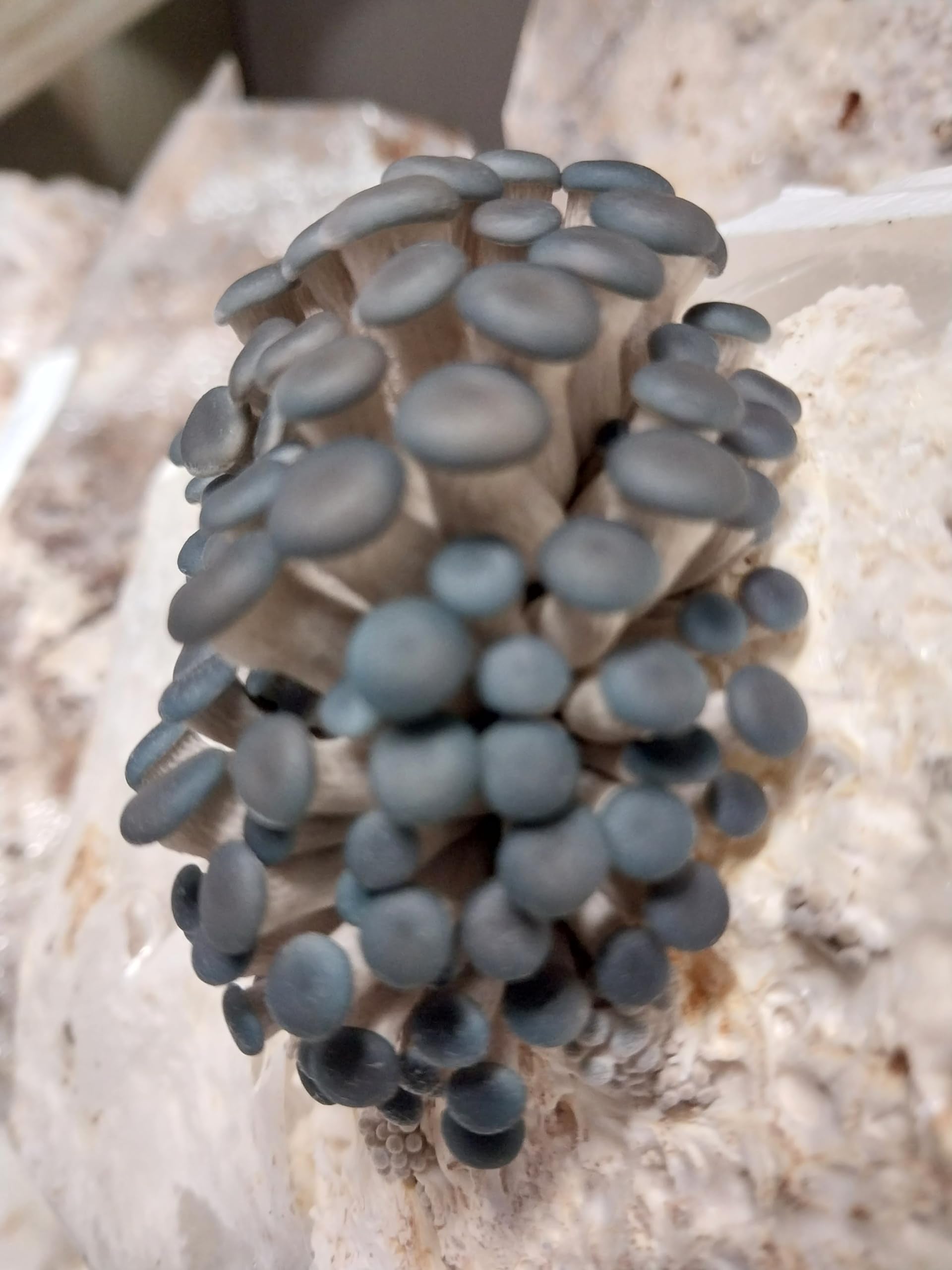 Cluster of blue mushrooms on a textured surface