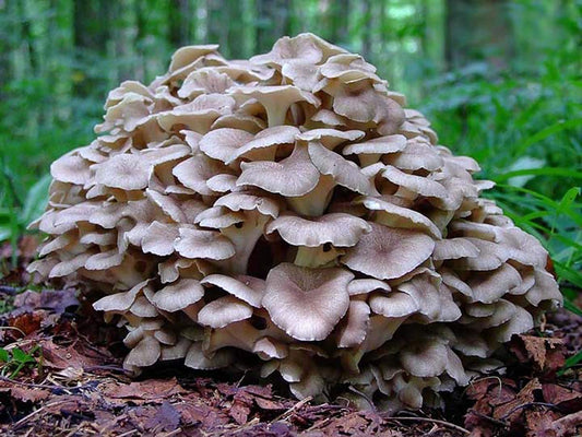 Cluster of mushrooms growing on forest floor