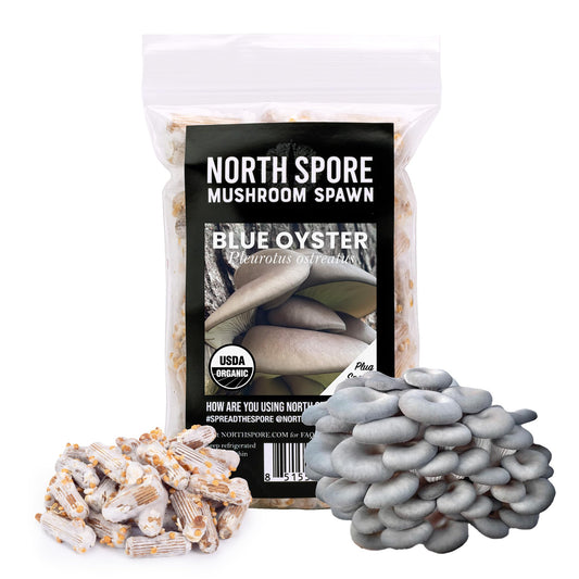 North Spore Blue Oyster mushroom spawn package with spawn material on a white background