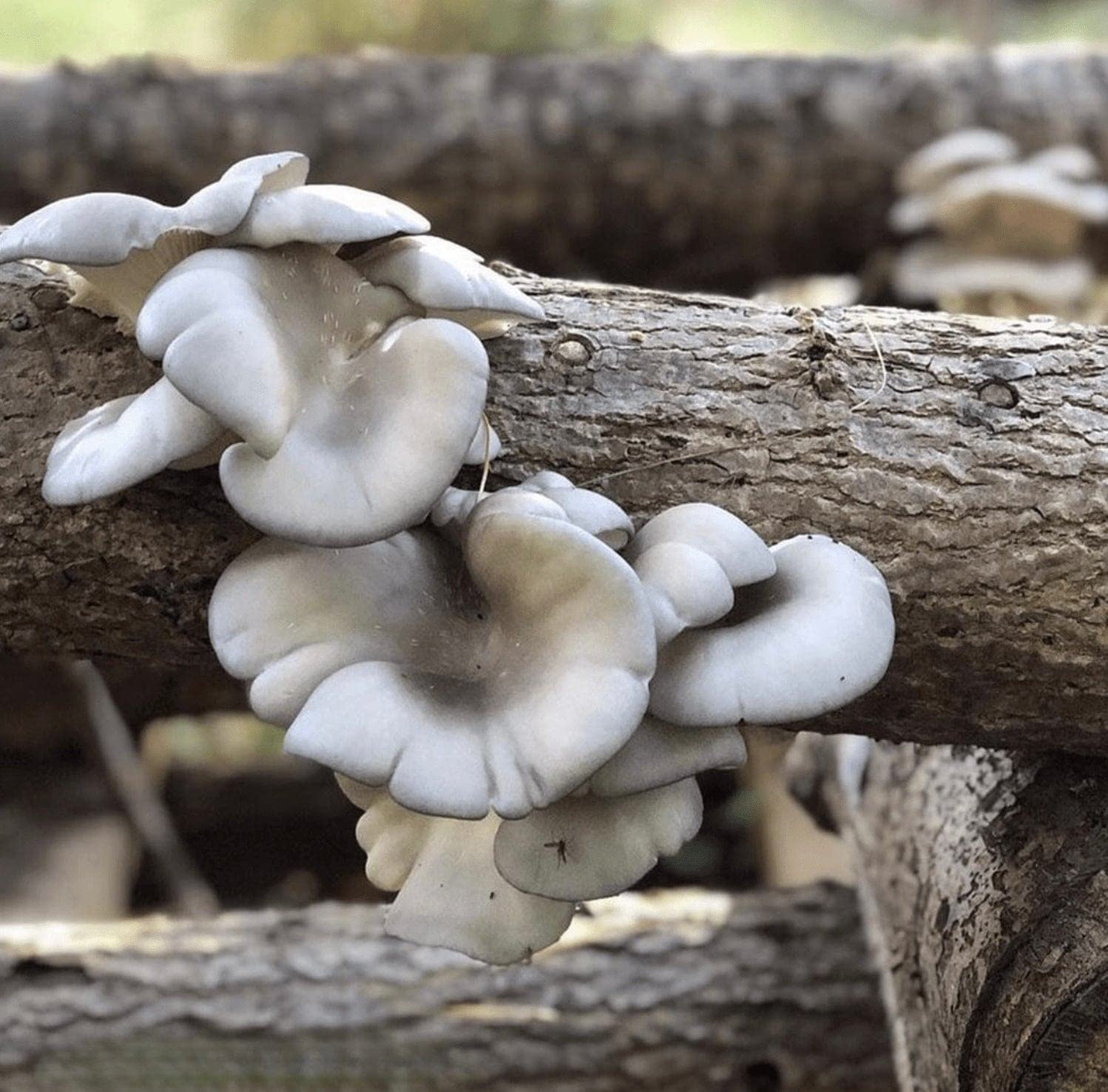 White mushrooms growing on a wooden log with a blurred natural background