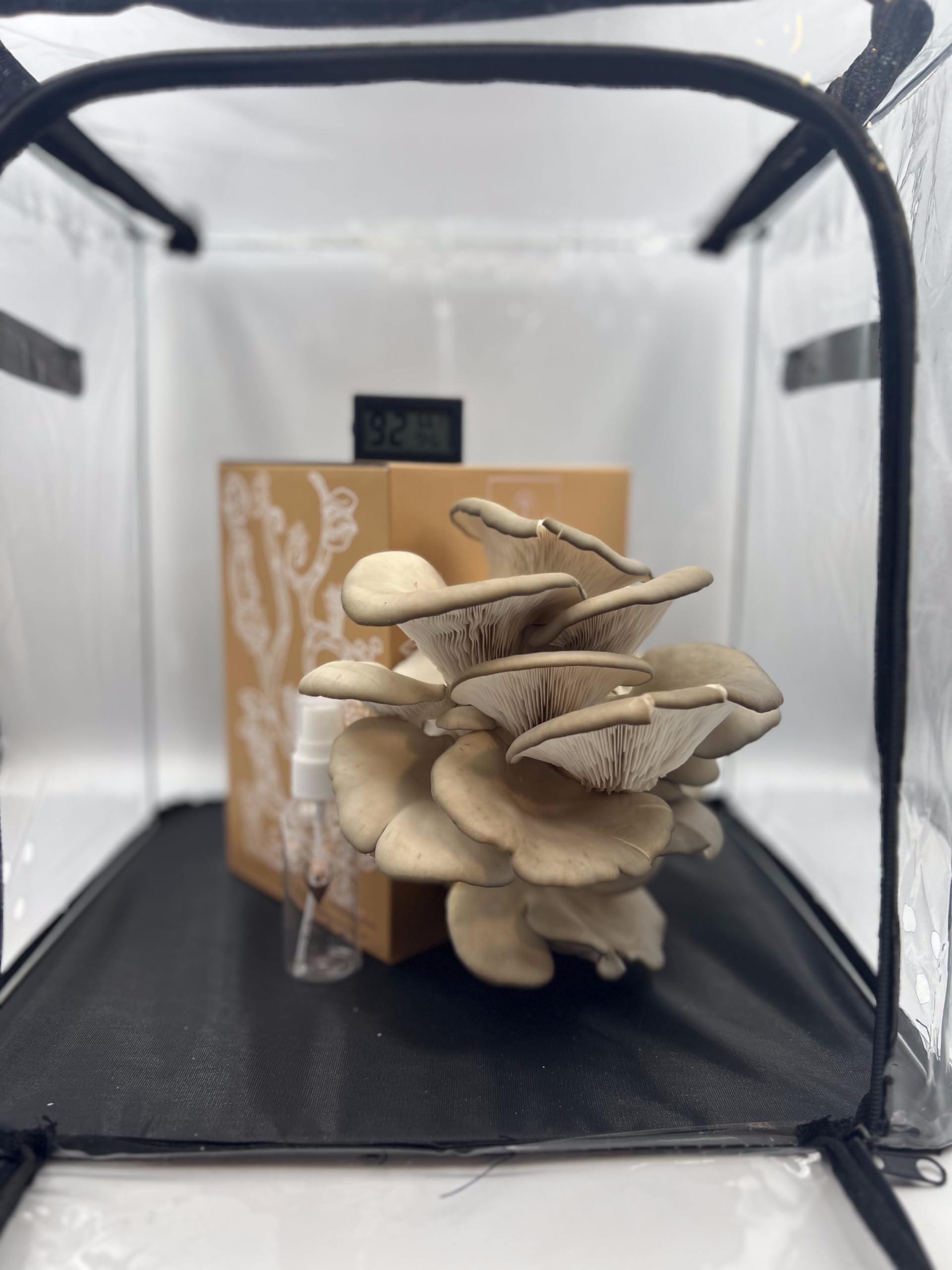 Mushrooms growing in a clear plastic container with a black base.